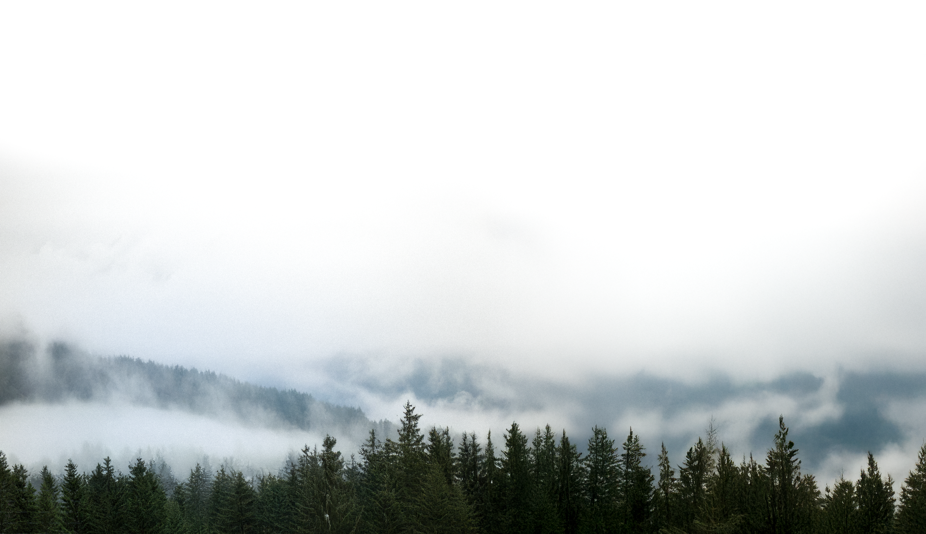 Weg im Nebelwald als Sinnbild für Orientierung durch Coaching oder Supervision